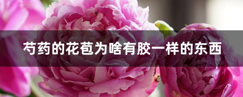 芍药的花苞为啥有胶一样的东西
