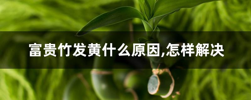 富贵竹发黄什么原因,怎样解决