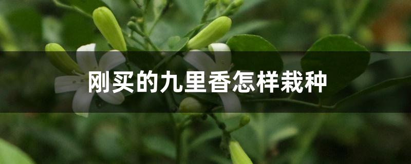 刚买的九里香怎样栽种 刚买的九里香怎样栽种