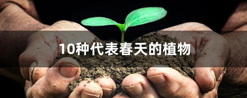 10种代表春天的植物