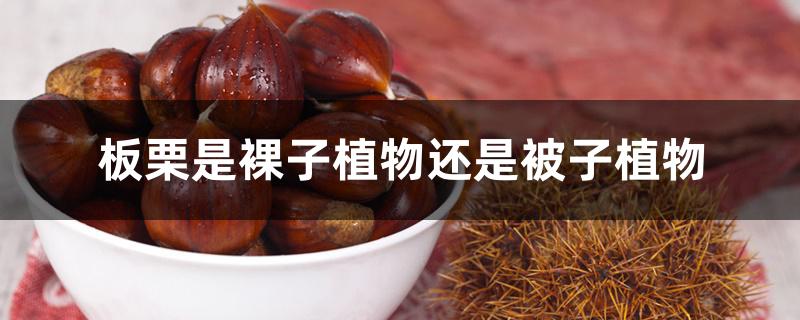 板栗是裸子植物还是被子植物 板栗是裸子植物还是被子植物