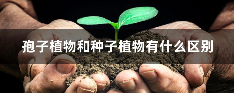 孢子植物和种子植物有什么区别