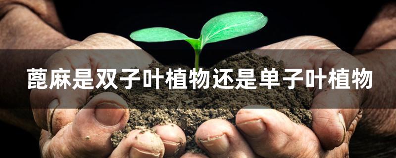 蓖麻是双子叶植物还是单子叶植物