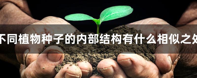 不同植物种子的内部结构有什么相似之处 不同植物种子的内部结构有什么相似之处