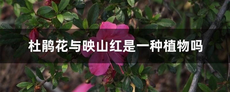 杜鹃花与映山红是一种植物吗 杜鹃花与映山红是一种植物吗