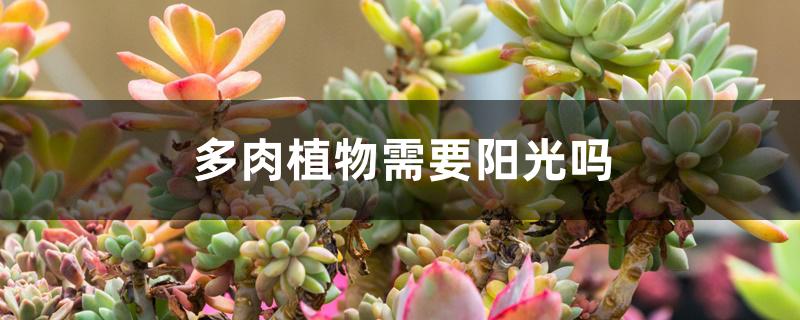 多肉植物需要阳光吗