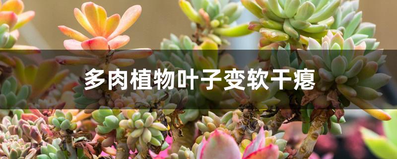 多肉植物叶子变软干瘪