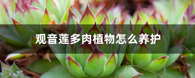 观音莲多肉植物怎么养护