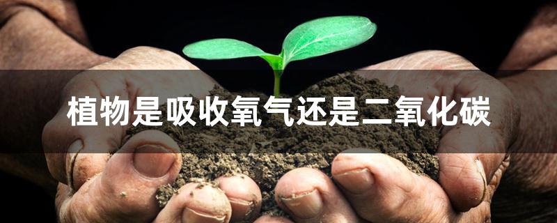 植物是吸收氧气还是二氧化碳