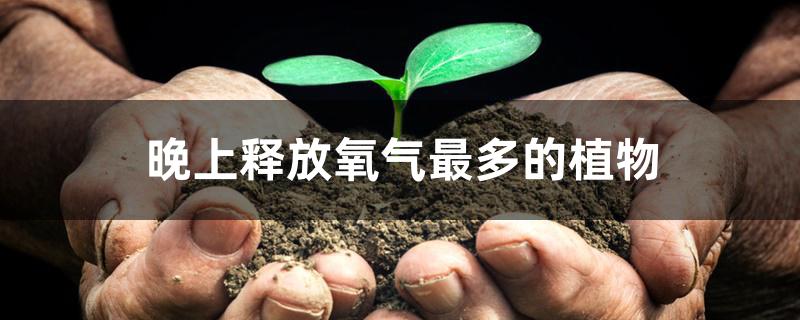 晚上释放氧气最多的植物
