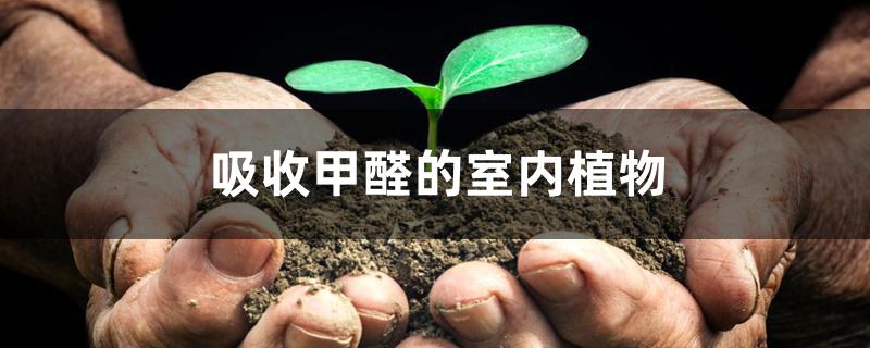 吸收甲醛的室内植物