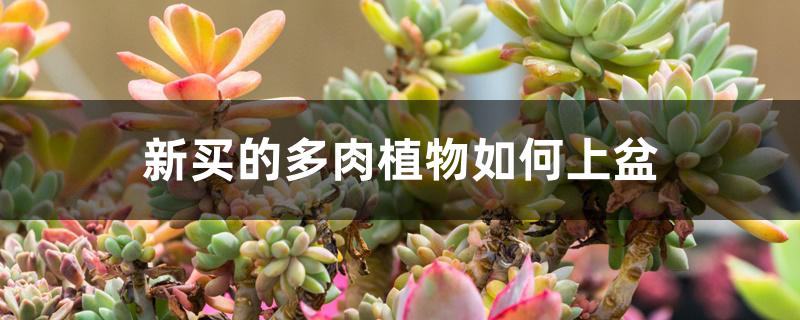 新买的多肉植物如何上盆 新买的多肉植物如何上盆