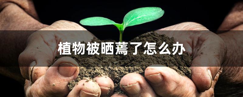 植物被晒蔫了怎么办