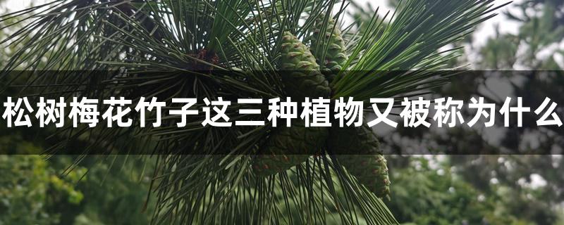 松树梅花竹子这三种植物又被称为什么