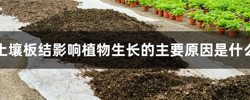 土壤板结影响植物生长的主要原因是什么