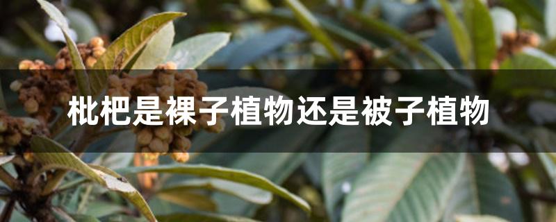 枇杷是裸子植物还是被子植物