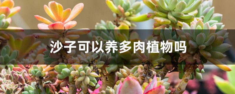 沙子可以养多肉植物吗