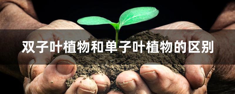 双子叶植物和单子叶植物的区别