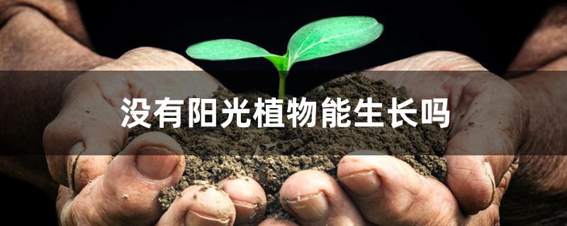 没有阳光植物能生长吗