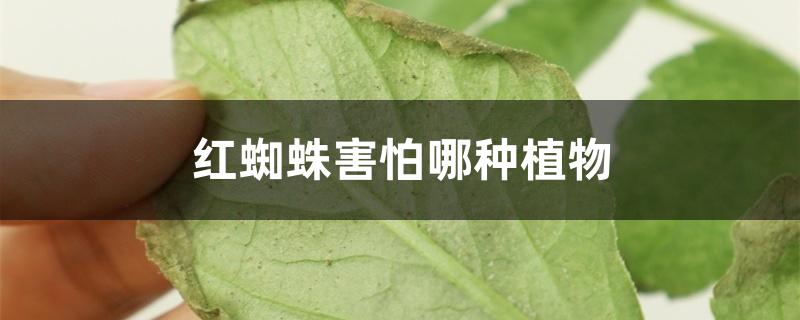 红蜘蛛害怕哪种植物