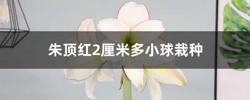 朱顶红2厘米多小球栽种