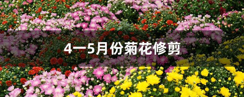 4一5月份菊花修剪