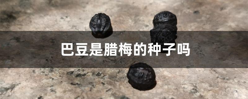 巴豆是腊梅的种子吗