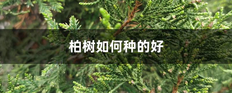 柏树如何种的好