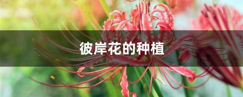 彼岸花的种植