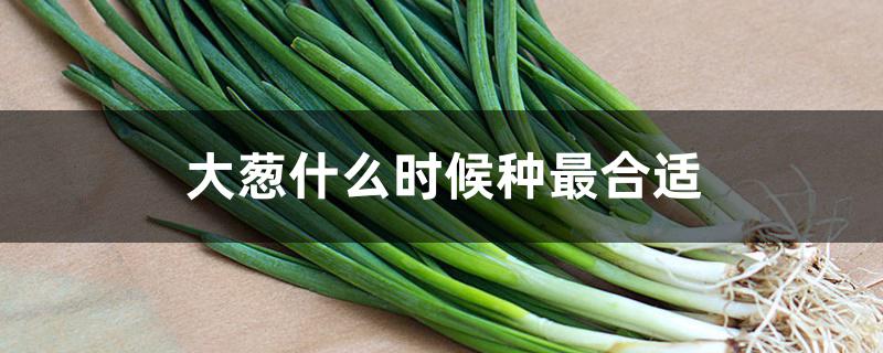 大葱什么时候种最合适