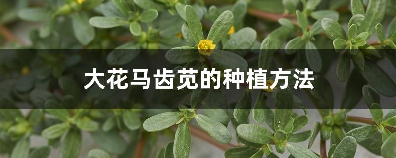 大花马齿苋的种植方法 大花马齿苋的种植方法