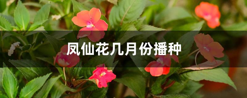 凤仙花几月份播种