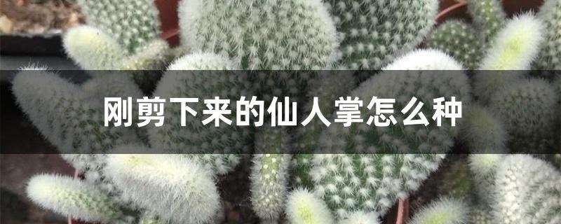 刚剪下来的仙人掌怎么种