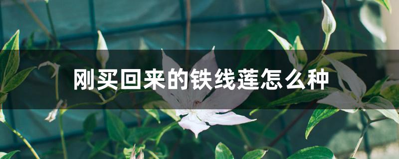 刚买回来的铁线莲怎么种