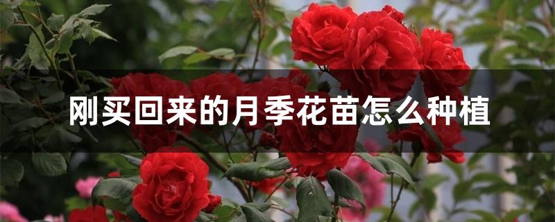 刚买回来的月季花苗怎么种植