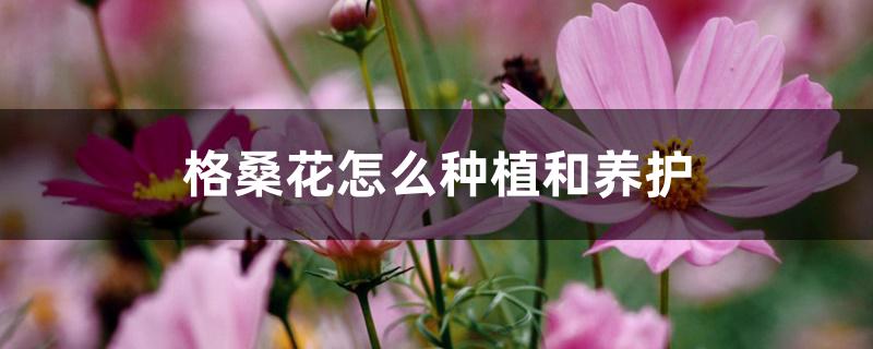 格桑花怎么种植和养护