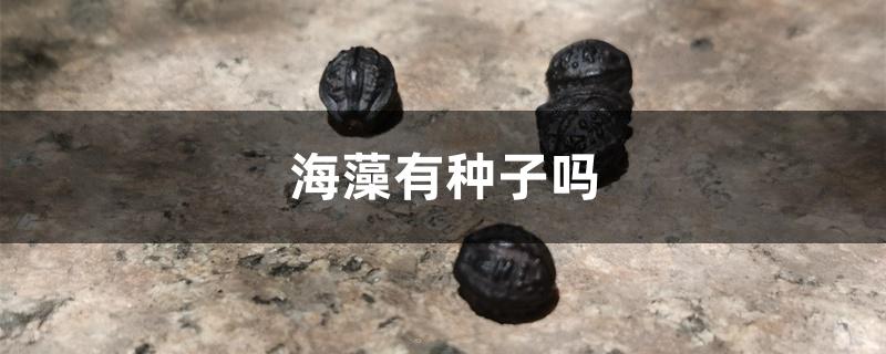 海藻有种子吗
