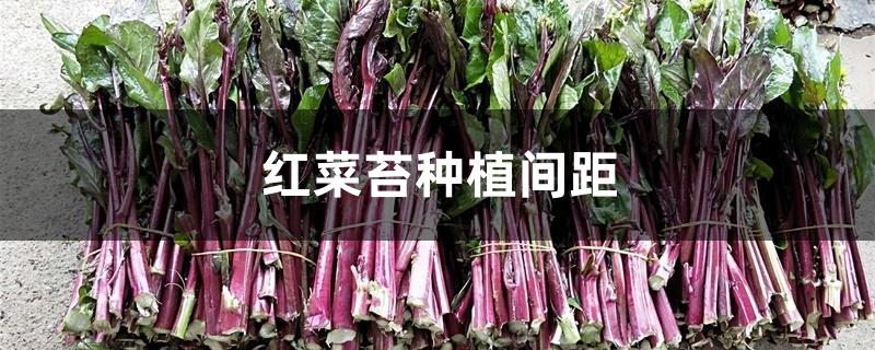 红菜苔种植间距 红菜苔种植间距