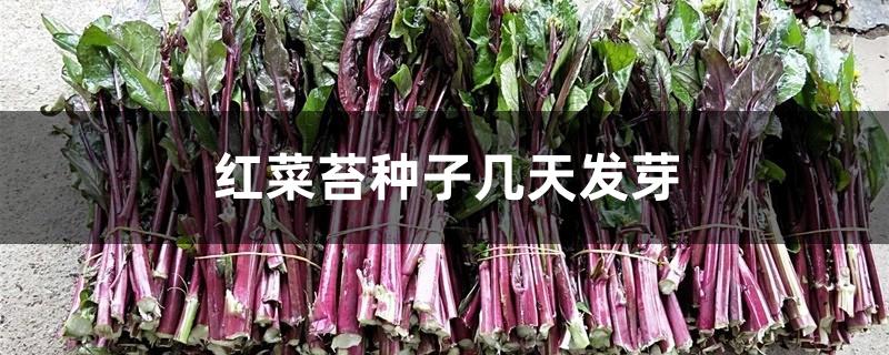 红菜苔种子几天发芽 红菜苔种子几天发芽