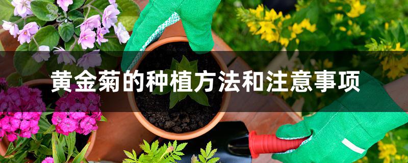 黄金菊的种植方法和注意事项