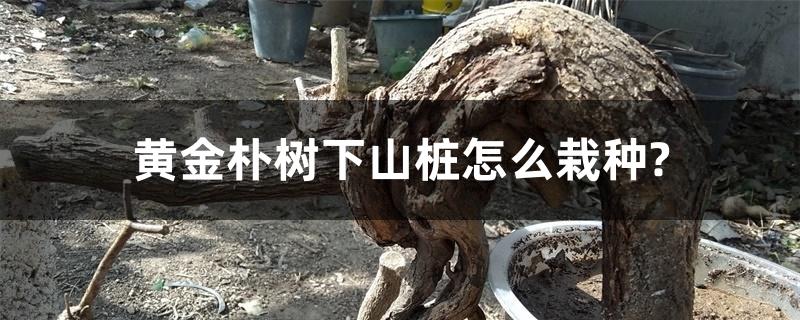 黄金朴树下山桩怎么栽种?