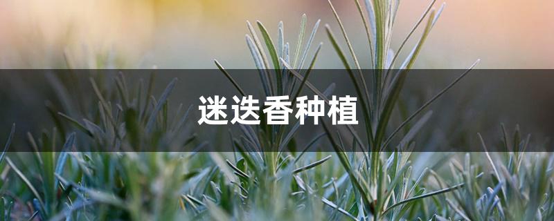 迷迭香种植 迷迭香种植