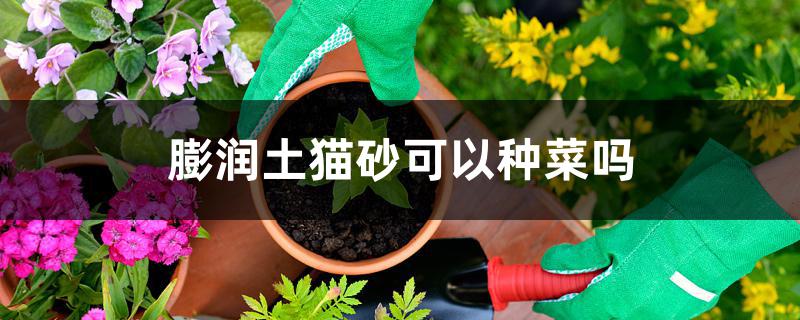 膨润土猫砂可以种菜吗