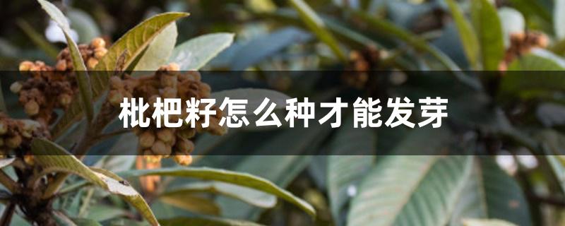 枇杷籽怎么种才能发芽