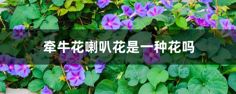 牵牛花喇叭花是一种花吗