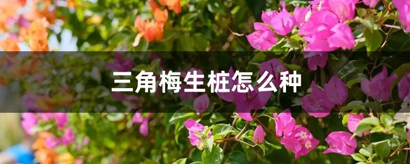 三角梅生桩怎么种