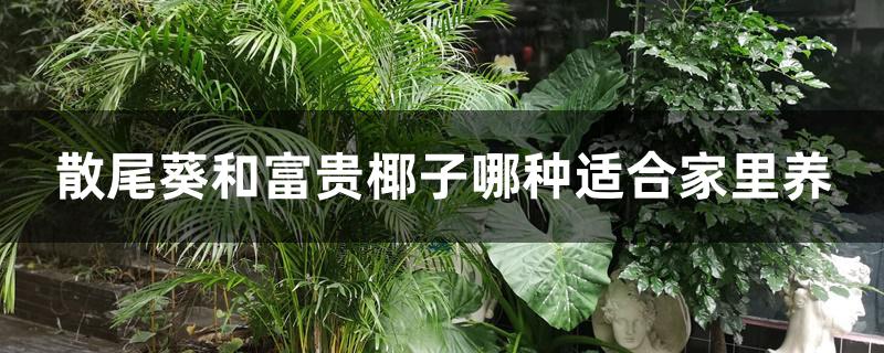 散尾葵和富贵椰子哪种适合家里养