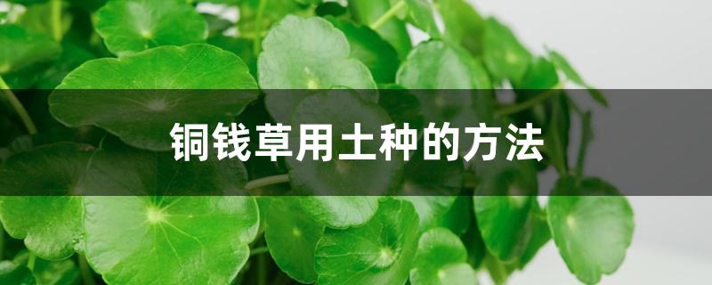 铜钱草用土种的方法 铜钱草用土种的方法