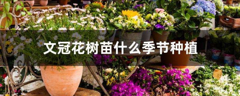 文冠花树苗什么季节种植