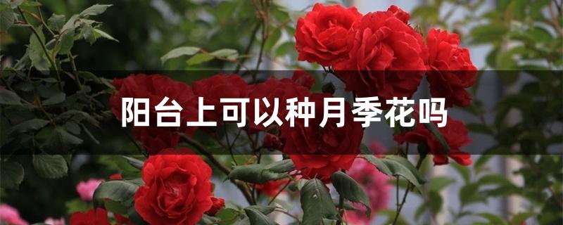 阳台上可以种月季花吗